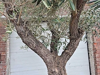Olijfboom old trunk - olea europaea - 75 jaar oud - hoogte ca. 300 cm - afbeelding 3 van  8