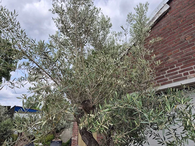 Olijfboom old trunk - olea europaea - 75 jaar oud - hoogte ca. 300 cm - afbeelding 4 van  8