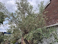 Olijfboom old trunk - olea europaea - 75 jaar oud - hoogte ca. 300 cm - afbeelding 4 van  8