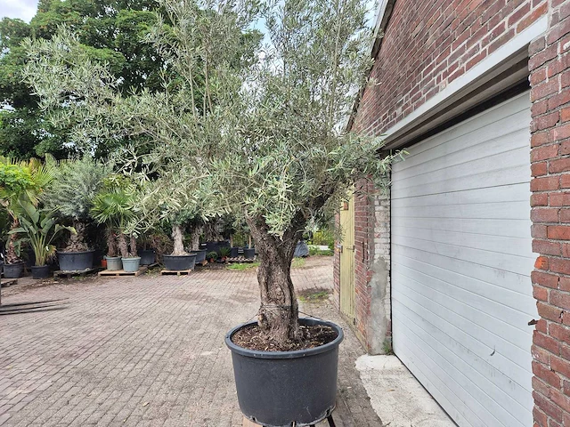 Olijfboom old trunk - olea europaea - 75 jaar oud - hoogte ca. 300 cm - afbeelding 5 van  8