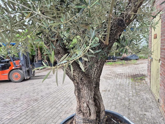 Olijfboom old trunk - olea europaea - 75 jaar oud - hoogte ca. 300 cm - afbeelding 6 van  8