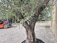 Olijfboom old trunk - olea europaea - 75 jaar oud - hoogte ca. 300 cm - afbeelding 6 van  8