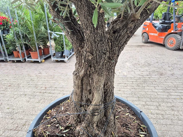 Olijfboom old trunk - olea europaea - 75 jaar oud - hoogte ca. 300 cm - afbeelding 7 van  8