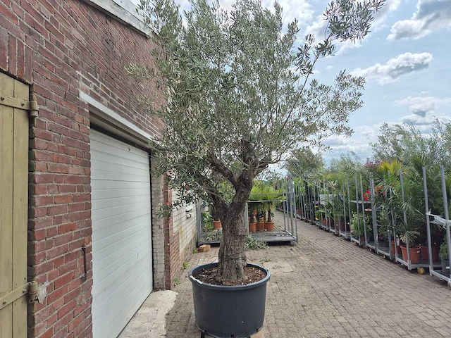 Olijfboom old trunk - olea europaea - 75 jaar oud - hoogte ca. 300 cm - afbeelding 8 van  8