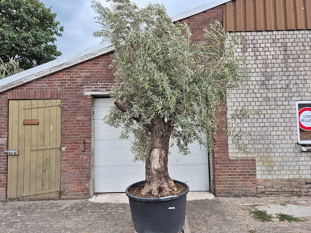 Olijfboom old trunk - olea europaea - 75 jaar oud - hoogte ca. 300 cm - afbeelding 1 van  6