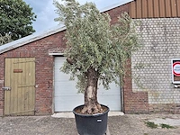 Olijfboom old trunk - olea europaea - 75 jaar oud - hoogte ca. 300 cm - afbeelding 1 van  6