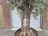 Olijfboom old trunk - olea europaea - 75 jaar oud - hoogte ca. 300 cm - afbeelding 2 van  6