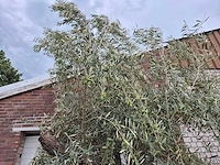 Olijfboom old trunk - olea europaea - 75 jaar oud - hoogte ca. 300 cm - afbeelding 3 van  6