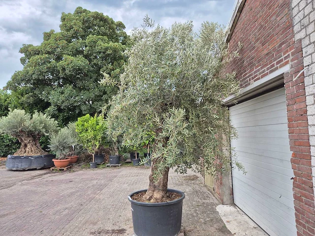 Olijfboom old trunk - olea europaea - 75 jaar oud - hoogte ca. 300 cm - afbeelding 4 van  6