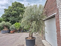 Olijfboom old trunk - olea europaea - 75 jaar oud - hoogte ca. 300 cm - afbeelding 4 van  6