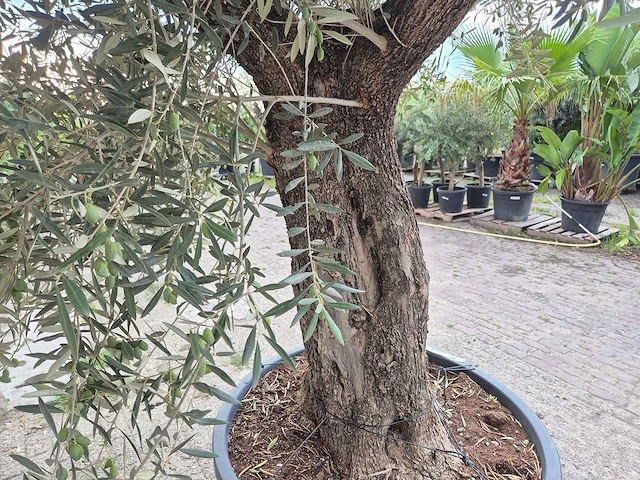 Olijfboom old trunk - olea europaea - 75 jaar oud - hoogte ca. 300 cm - afbeelding 5 van  6