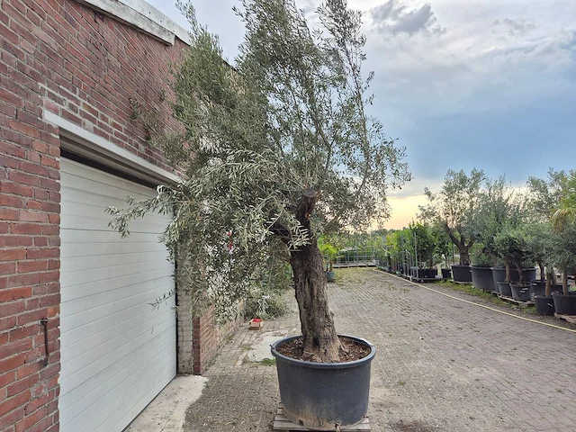Olijfboom old trunk - olea europaea - 75 jaar oud - hoogte ca. 300 cm - afbeelding 6 van  6