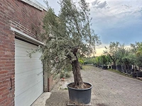 Olijfboom old trunk - olea europaea - 75 jaar oud - hoogte ca. 300 cm - afbeelding 6 van  6