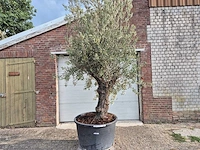 Olijfboom old trunk - olea europaea - 75 jaar oud - hoogte ca. 300 cm - afbeelding 1 van  6