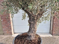 Olijfboom old trunk - olea europaea - 75 jaar oud - hoogte ca. 300 cm - afbeelding 2 van  6