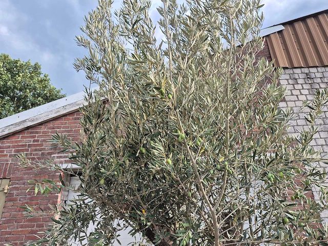 Olijfboom old trunk - olea europaea - 75 jaar oud - hoogte ca. 300 cm - afbeelding 3 van  6