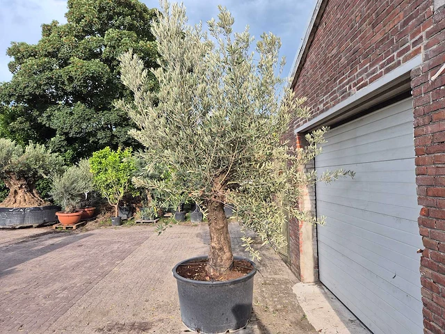 Olijfboom old trunk - olea europaea - 75 jaar oud - hoogte ca. 300 cm - afbeelding 4 van  6