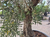 Olijfboom old trunk - olea europaea - 75 jaar oud - hoogte ca. 300 cm - afbeelding 5 van  6