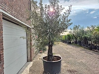 Olijfboom old trunk - olea europaea - 75 jaar oud - hoogte ca. 300 cm - afbeelding 6 van  6