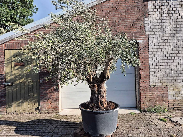 Olijfboom old trunk - olea europaea - 75 jaar oud - hoogte ca. 300 cm - afbeelding 1 van  7