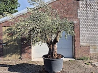 Olijfboom old trunk - olea europaea - 75 jaar oud - hoogte ca. 300 cm - afbeelding 1 van  7