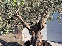Olijfboom old trunk - olea europaea - 75 jaar oud - hoogte ca. 300 cm - afbeelding 2 van  7