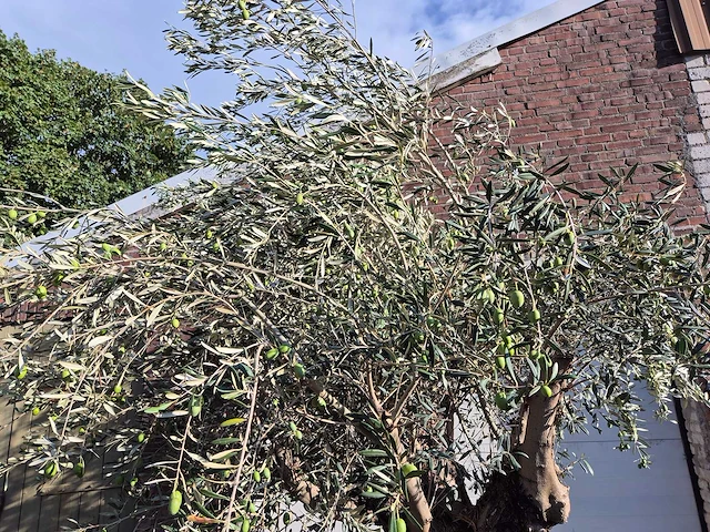 Olijfboom old trunk - olea europaea - 75 jaar oud - hoogte ca. 300 cm - afbeelding 3 van  7