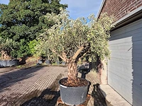 Olijfboom old trunk - olea europaea - 75 jaar oud - hoogte ca. 300 cm - afbeelding 4 van  7
