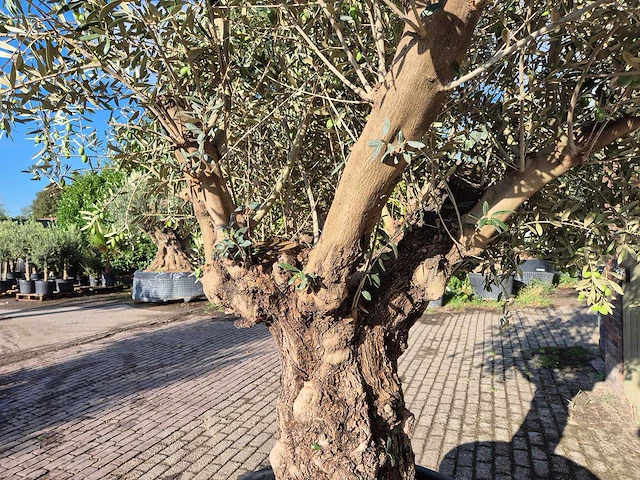 Olijfboom old trunk - olea europaea - 75 jaar oud - hoogte ca. 300 cm - afbeelding 5 van  7