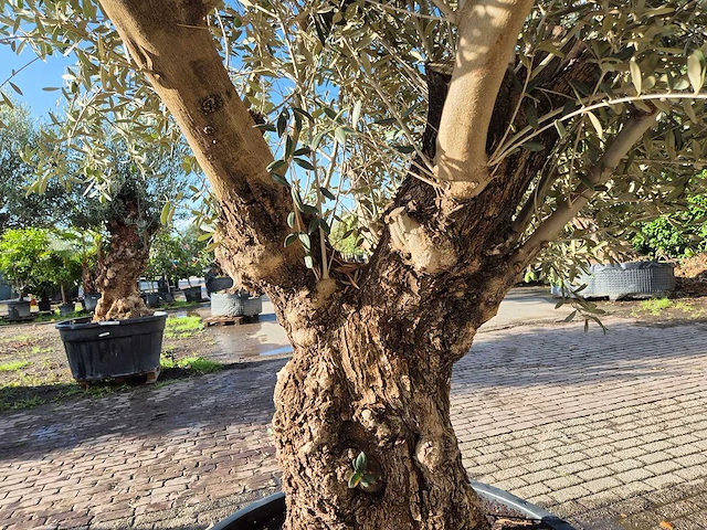 Olijfboom old trunk - olea europaea - 75 jaar oud - hoogte ca. 300 cm - afbeelding 6 van  7