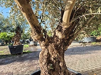 Olijfboom old trunk - olea europaea - 75 jaar oud - hoogte ca. 300 cm - afbeelding 6 van  7