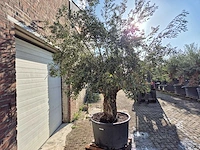 Olijfboom old trunk - olea europaea - 75 jaar oud - hoogte ca. 300 cm - afbeelding 7 van  7