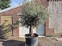 Olijfboom old trunk - olea europaea - 75 jaar oud - hoogte ca. 300 cm - afbeelding 1 van  6