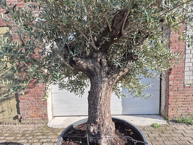 Olijfboom old trunk - olea europaea - 75 jaar oud - hoogte ca. 300 cm - afbeelding 2 van  6