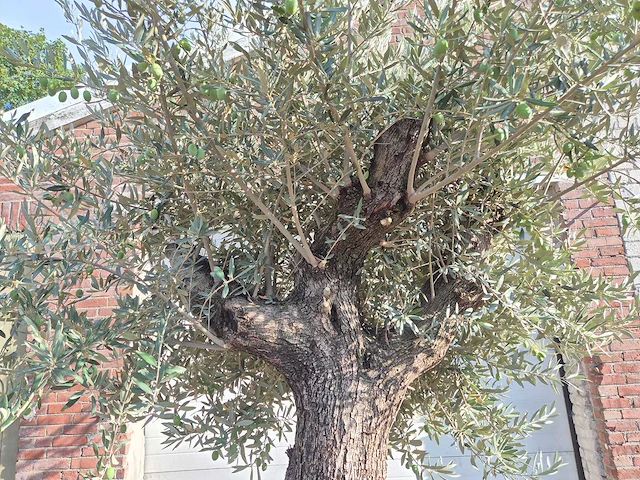 Olijfboom old trunk - olea europaea - 75 jaar oud - hoogte ca. 300 cm - afbeelding 3 van  6