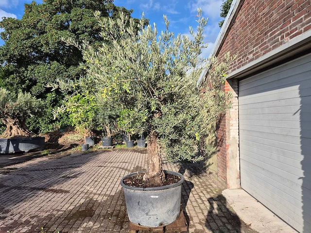 Olijfboom old trunk - olea europaea - 75 jaar oud - hoogte ca. 300 cm - afbeelding 4 van  6