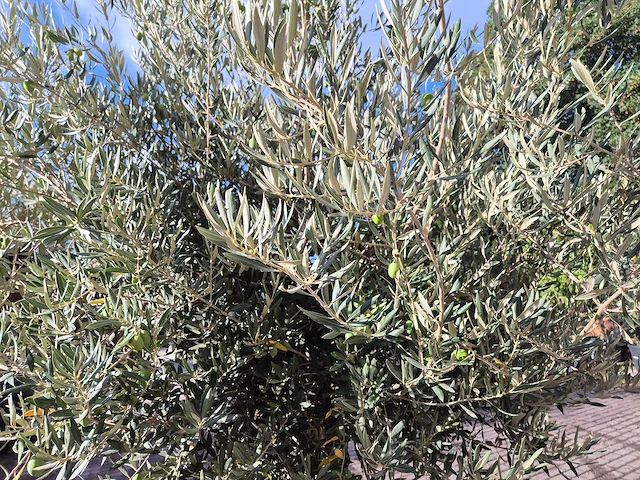 Olijfboom old trunk - olea europaea - 75 jaar oud - hoogte ca. 300 cm - afbeelding 5 van  6