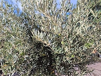 Olijfboom old trunk - olea europaea - 75 jaar oud - hoogte ca. 300 cm - afbeelding 5 van  6