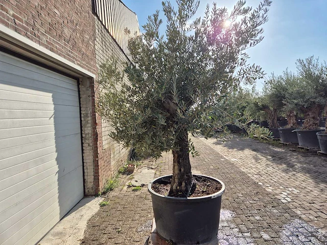 Olijfboom old trunk - olea europaea - 75 jaar oud - hoogte ca. 300 cm - afbeelding 6 van  6