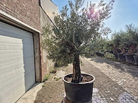 Olijfboom old trunk - olea europaea - 75 jaar oud - hoogte ca. 300 cm - afbeelding 6 van  6