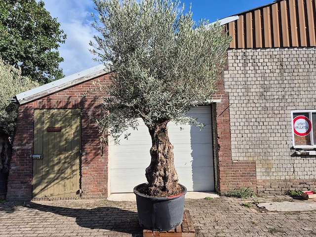 Olijfboom old trunk - olea europaea - 75 jaar oud - hoogte ca. 300 cm - afbeelding 1 van  6