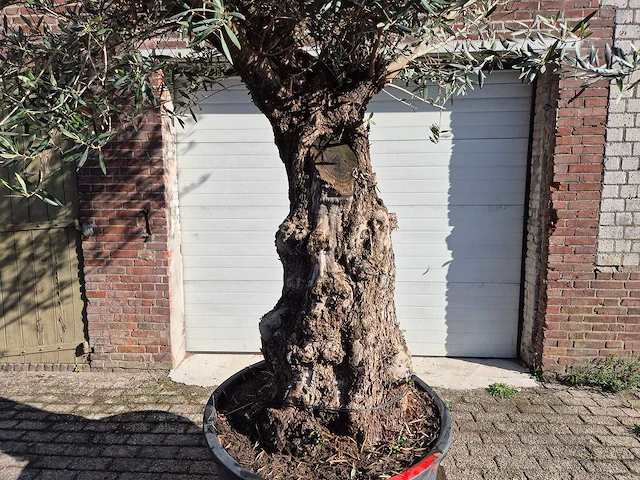 Olijfboom old trunk - olea europaea - 75 jaar oud - hoogte ca. 300 cm - afbeelding 2 van  6