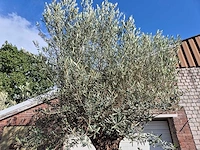 Olijfboom old trunk - olea europaea - 75 jaar oud - hoogte ca. 300 cm - afbeelding 3 van  6