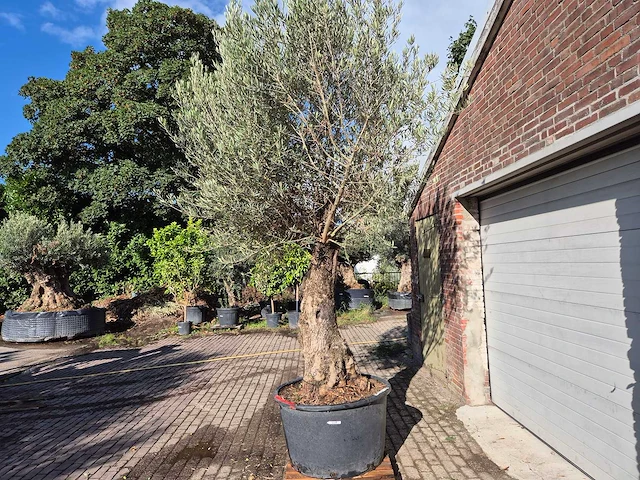 Olijfboom old trunk - olea europaea - 75 jaar oud - hoogte ca. 300 cm - afbeelding 4 van  6