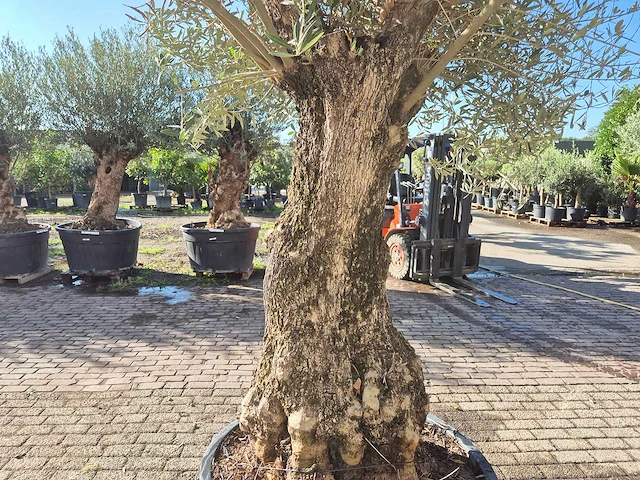 Olijfboom old trunk - olea europaea - 75 jaar oud - hoogte ca. 300 cm - afbeelding 5 van  6