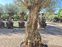 Olijfboom old trunk - olea europaea - 75 jaar oud - hoogte ca. 300 cm - afbeelding 5 van  6