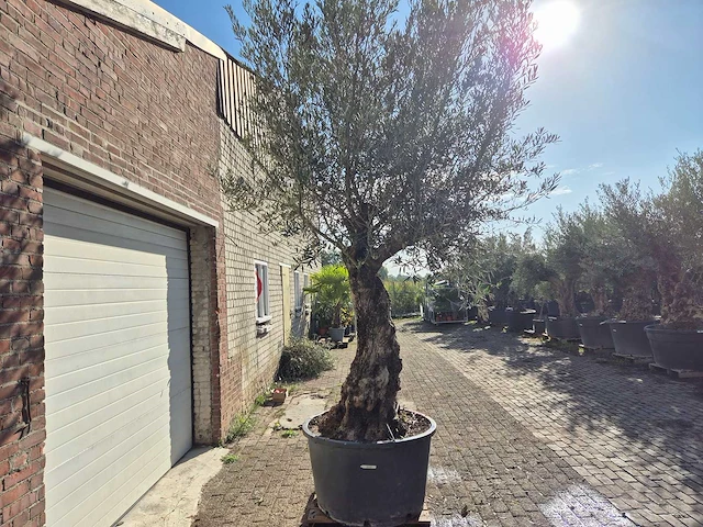 Olijfboom old trunk - olea europaea - 75 jaar oud - hoogte ca. 300 cm - afbeelding 6 van  6