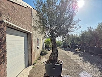 Olijfboom old trunk - olea europaea - 75 jaar oud - hoogte ca. 300 cm - afbeelding 6 van  6
