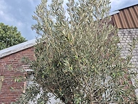 Olijfboom old trunk - olea europaea - 75 jaar oud - hoogte ca. 300 cm - afbeelding 3 van  6