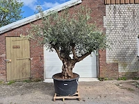 Olijfboom old trunk - olea europaea - 75 jaar oud - hoogte ca. 350 cm - afbeelding 1 van  6